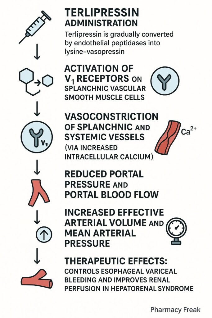 mechanism of action of terlipressin flowchart