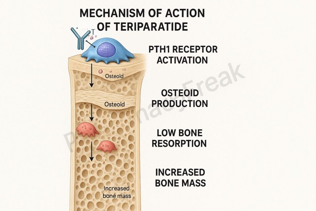 Teriparatide mechanism of action flowchart