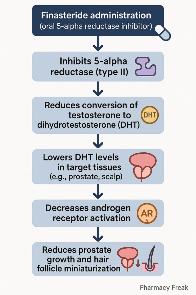 mechanism of action of finasteride flowchart