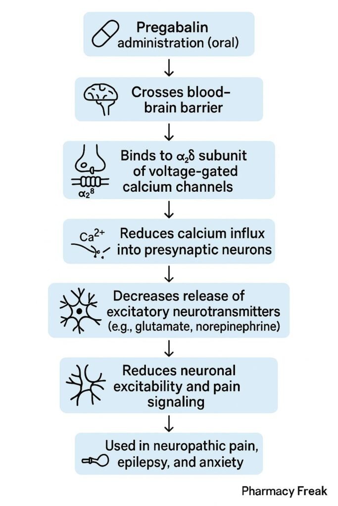 mechanism of action of pregabalin flowchart