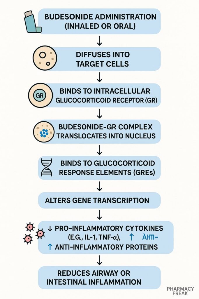 mechanism of action of budesonide flowchart