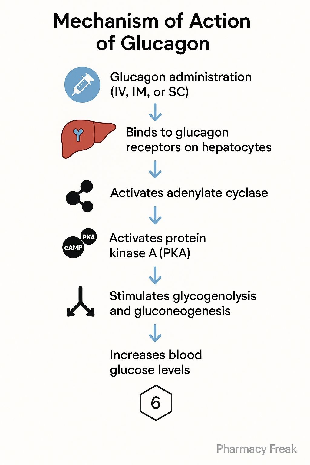 Mechanism of Action of Glucagon