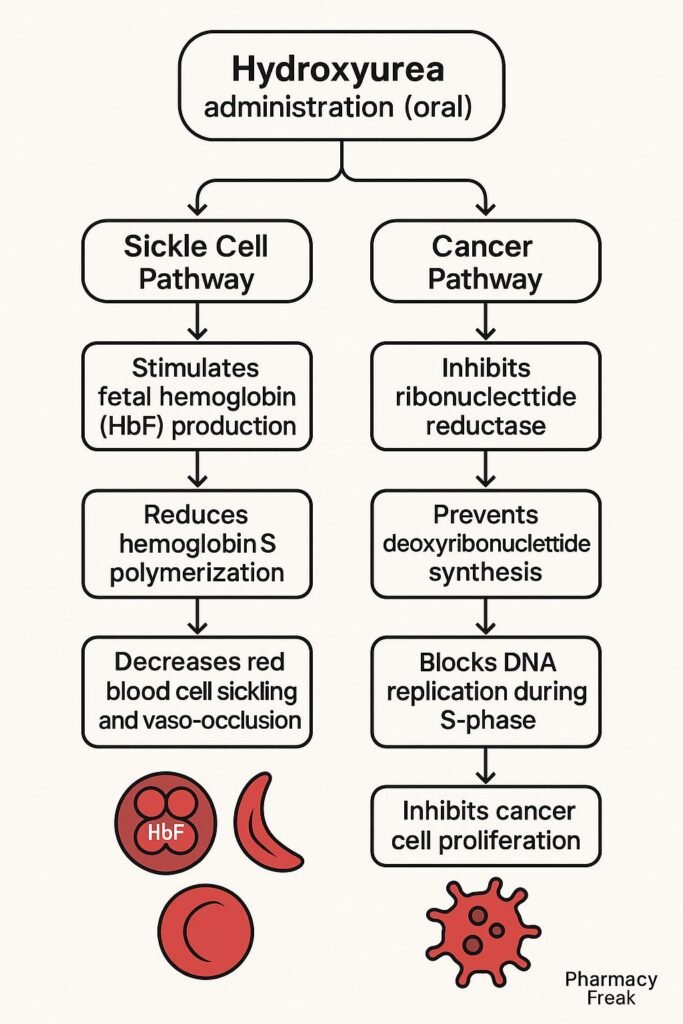 mechanism of action of hydroxyurea flowchart