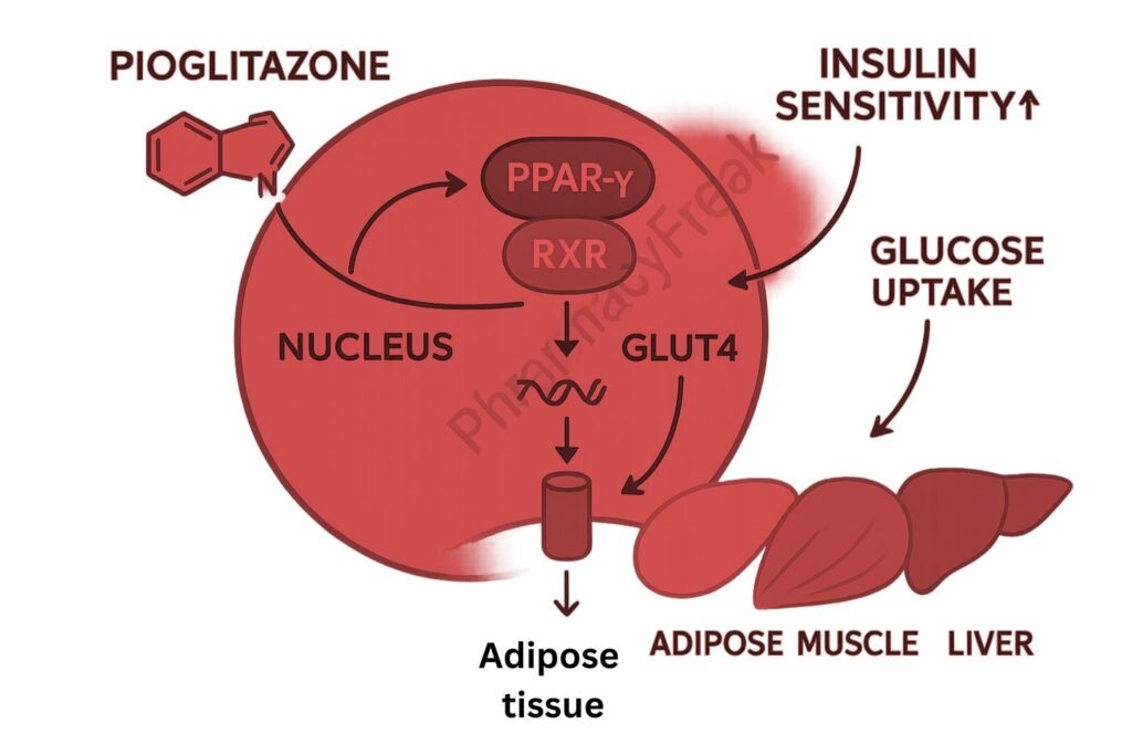 Pioglitazone mechanism of action