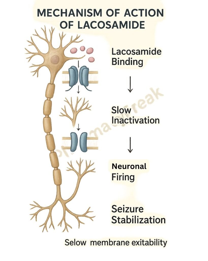 Lacosamide mechanism of action flowchart
