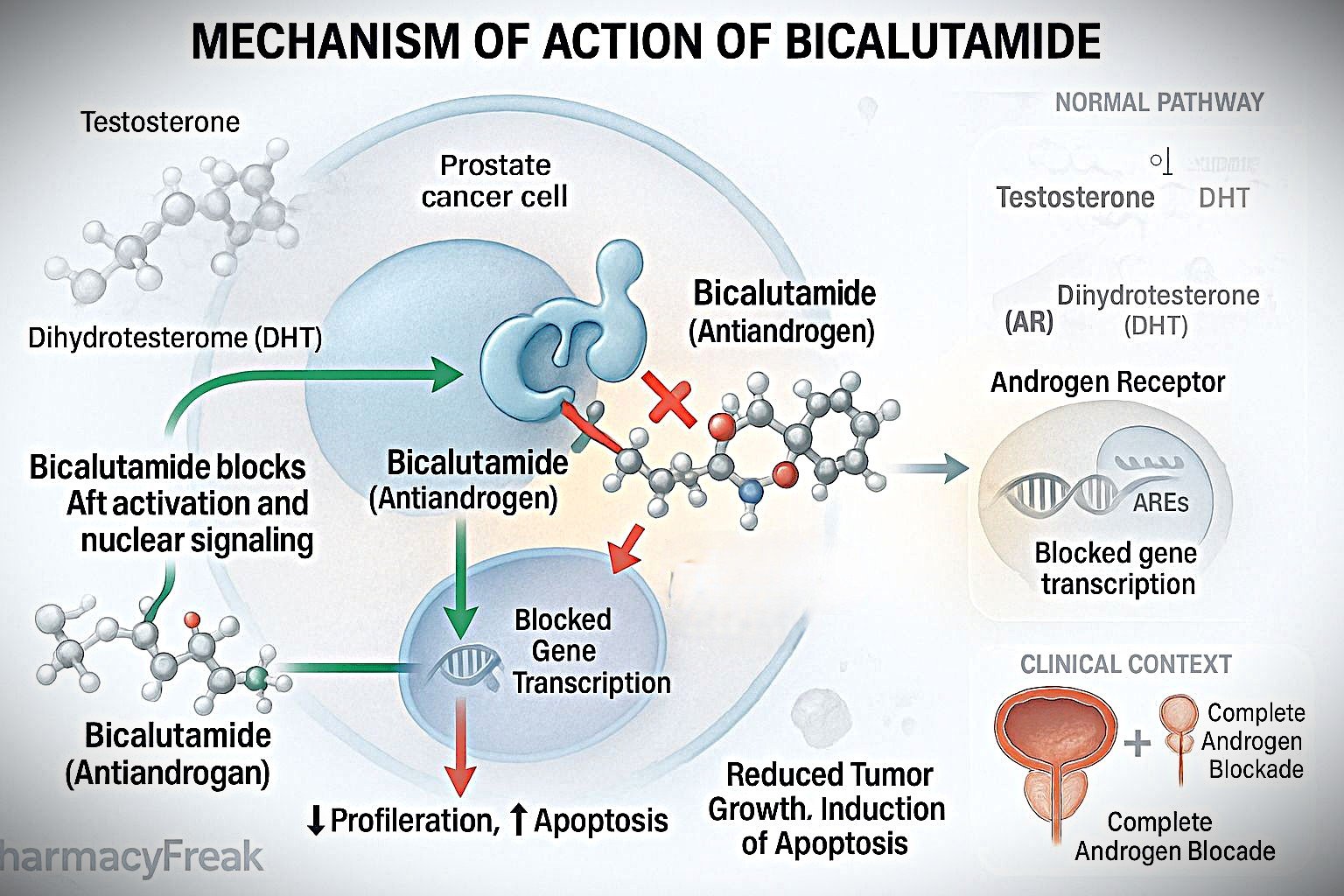 mechanism of action of bicalutamide