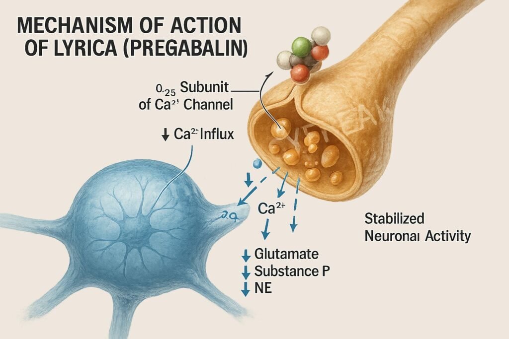 Mechanism of action of Lyrica