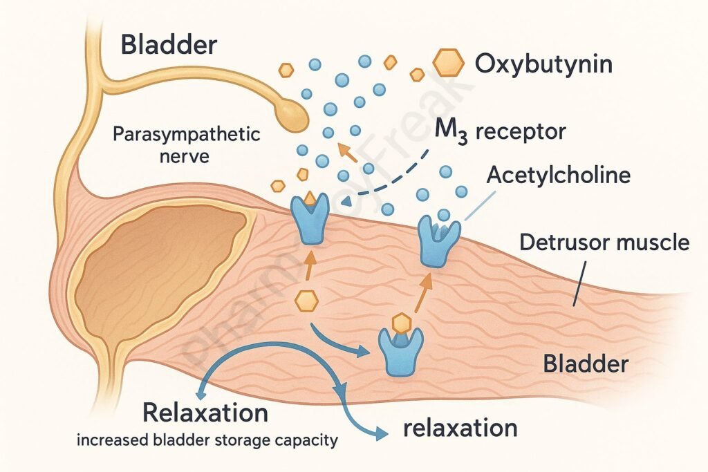 Oxybutynin pharmacology