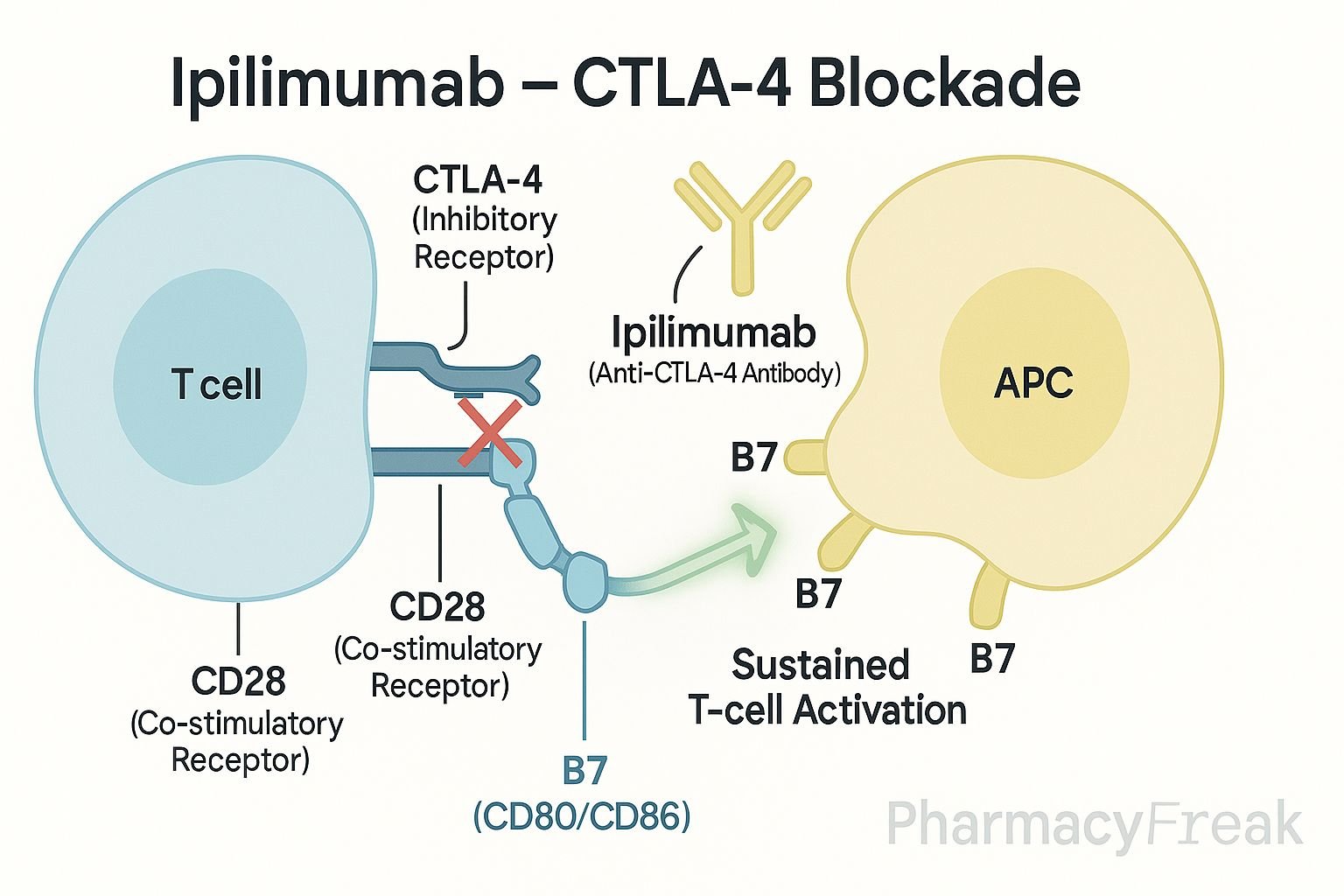 mechanism of action of ipilimumab