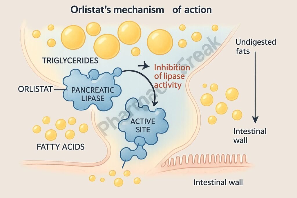 Orlistat mechanism of action
