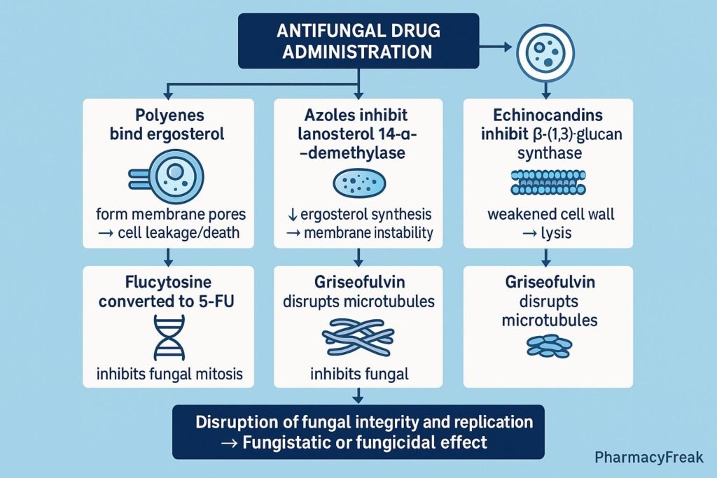 Antifungal Drugs MOA Flowchart