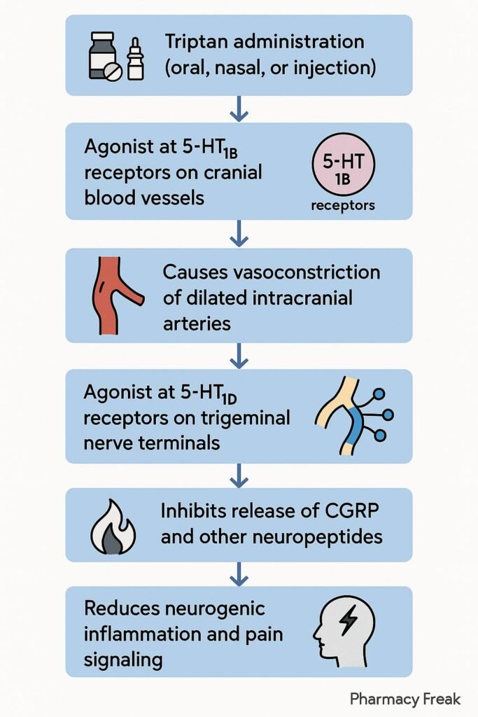 mechanism of action of triptans flowchart
