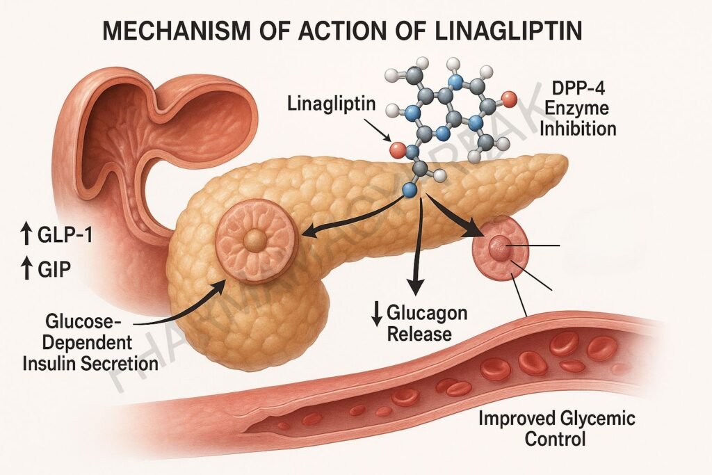 Linagliptin pharmacology