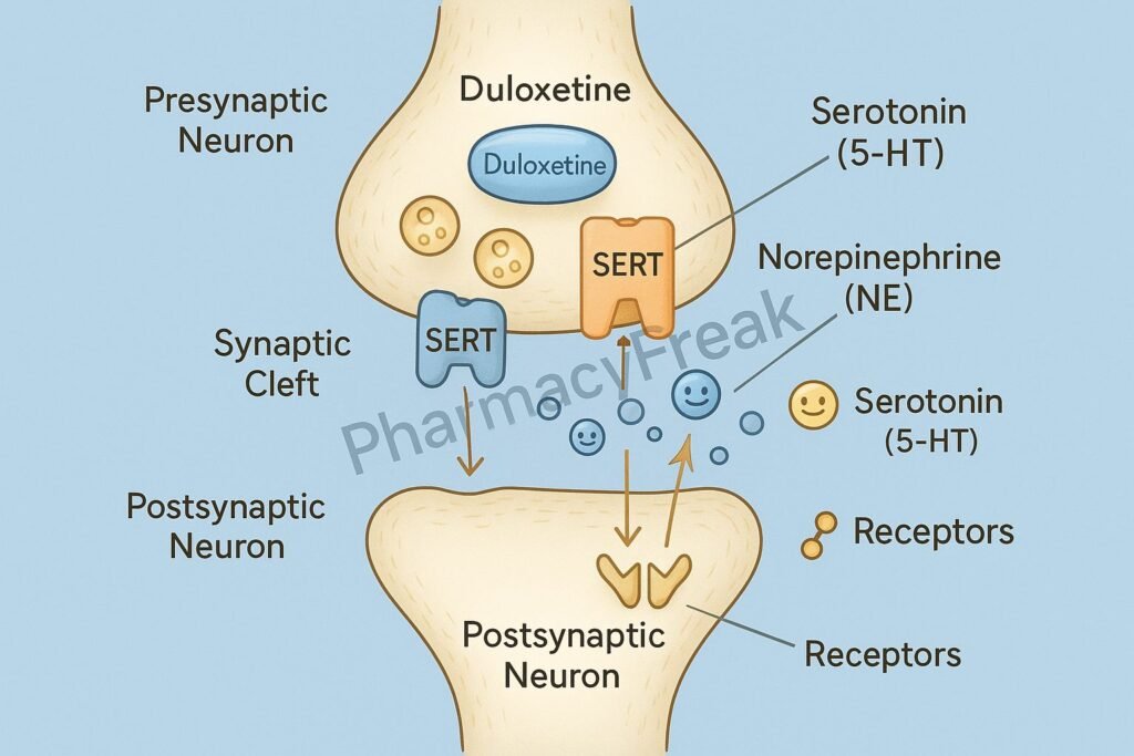 Mechanism of action of Duloxetine