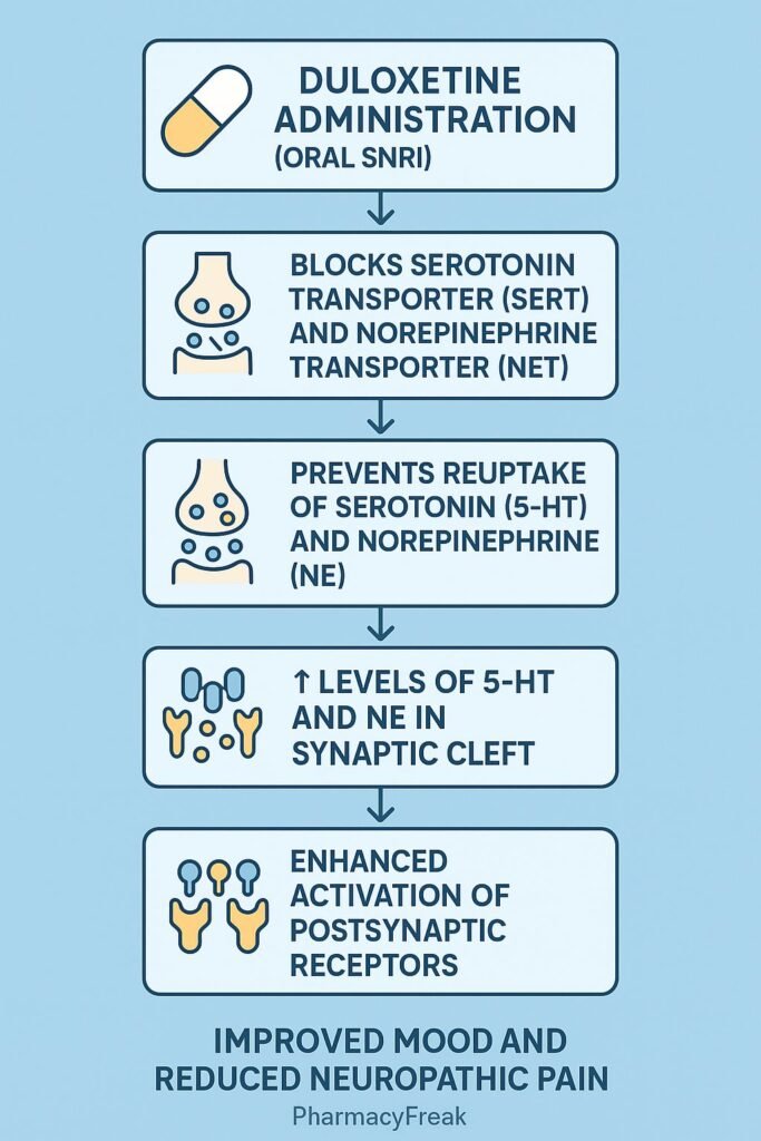 Duloxetine MOA Flowchart