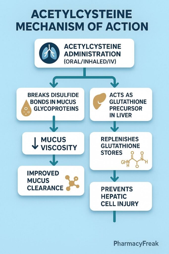 Acetylcysteine MOA Flowchart