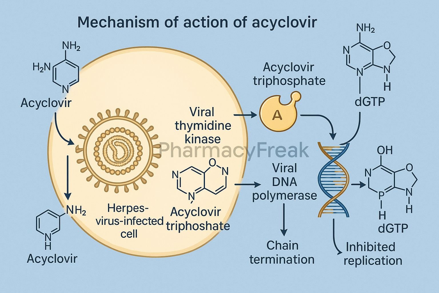 MOA of Acyclovir