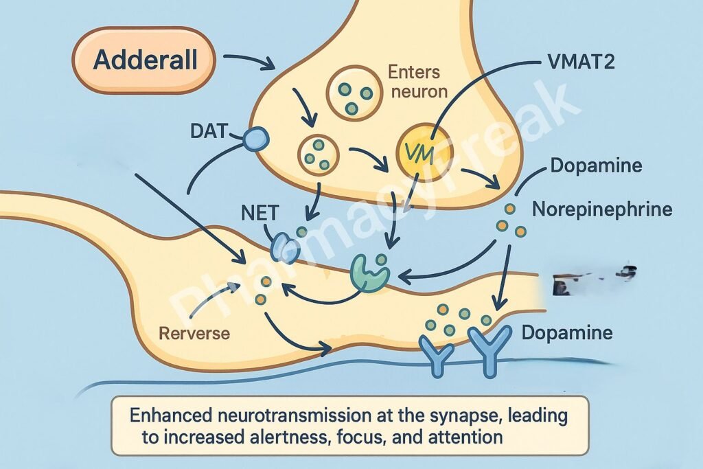 Adderall pharmacology