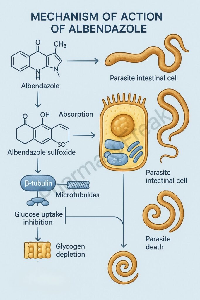 Stepwise mechanism of action of Albendazole