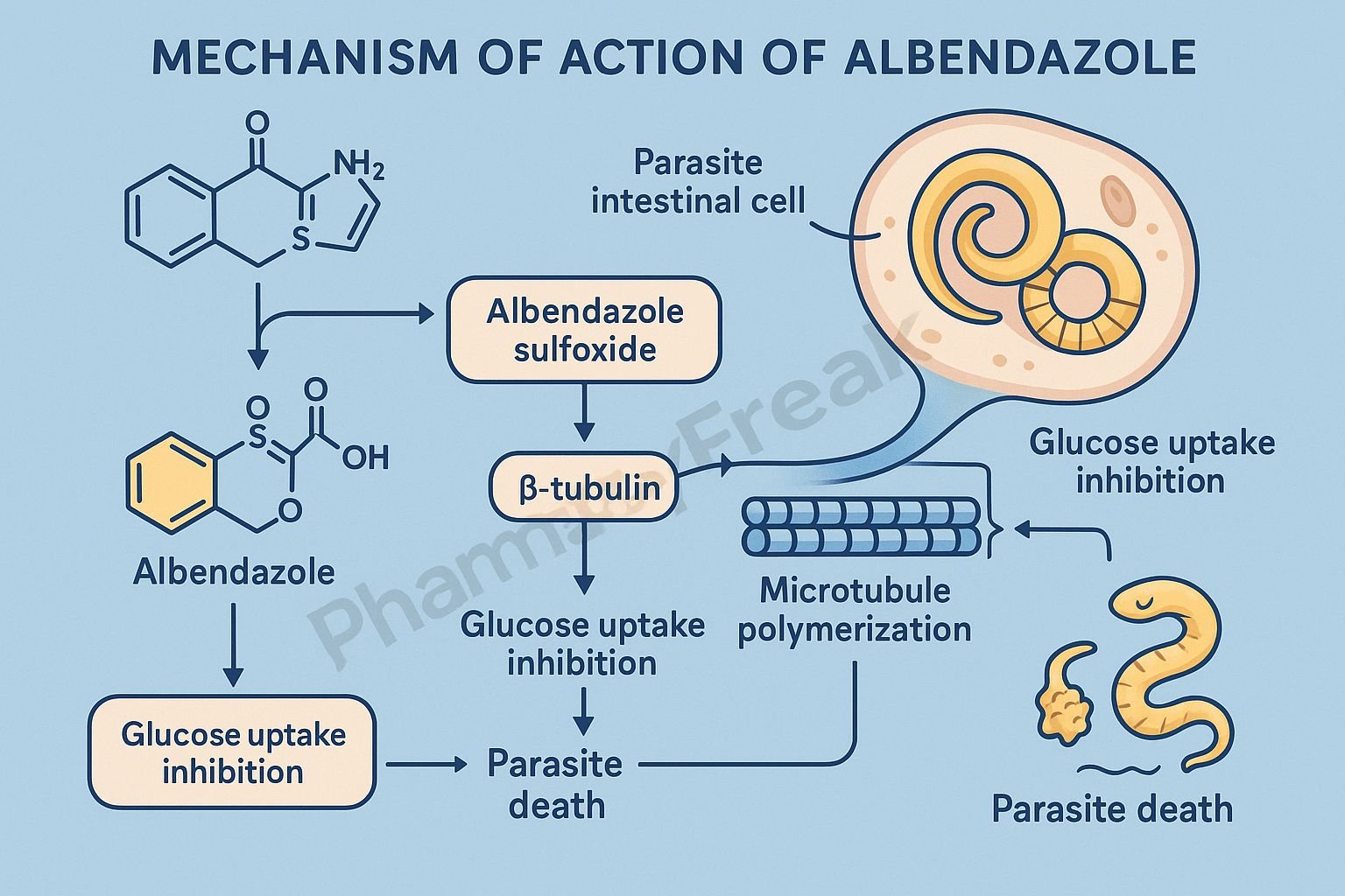 MOA of Albendazole