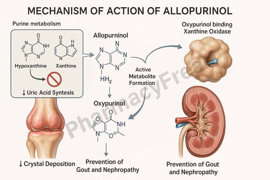 Allopurinol pharmacology