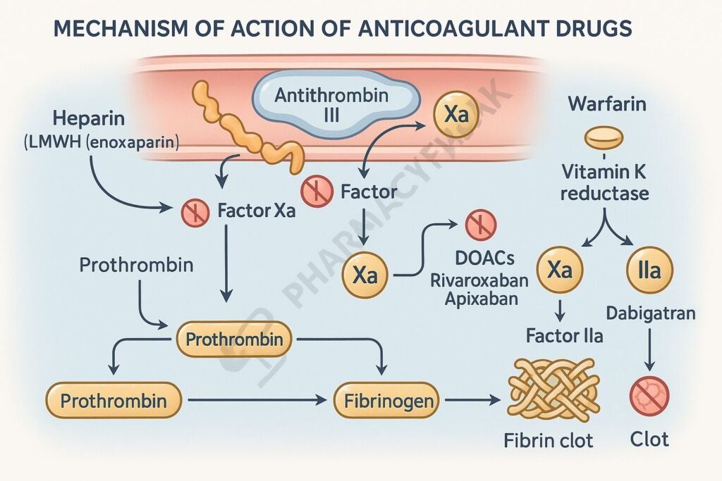 Anticoagulant pharmacology