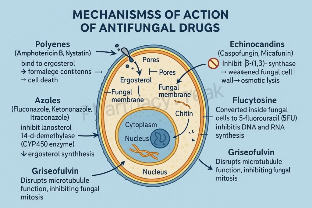 Pharmacology and clinical mechanisms of Antifungal Drugs
