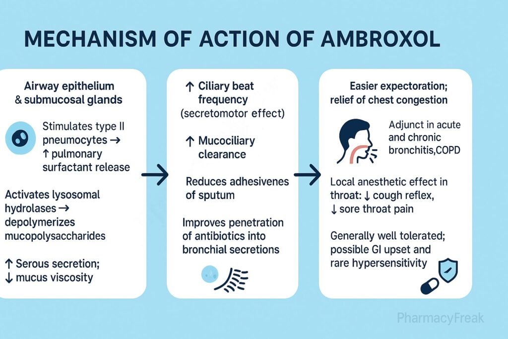 Mechanism of action of Ambroxol
