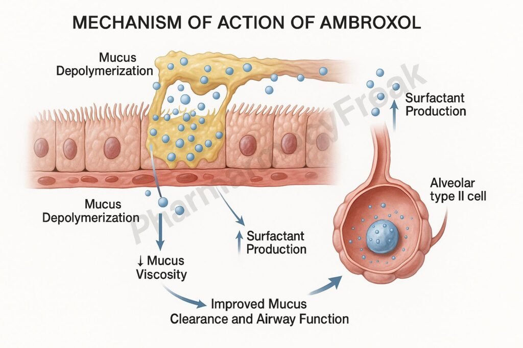 Pharmacology and clinical uses of Ambroxol