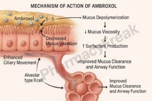 Mechanism of Action of Ambroxol
