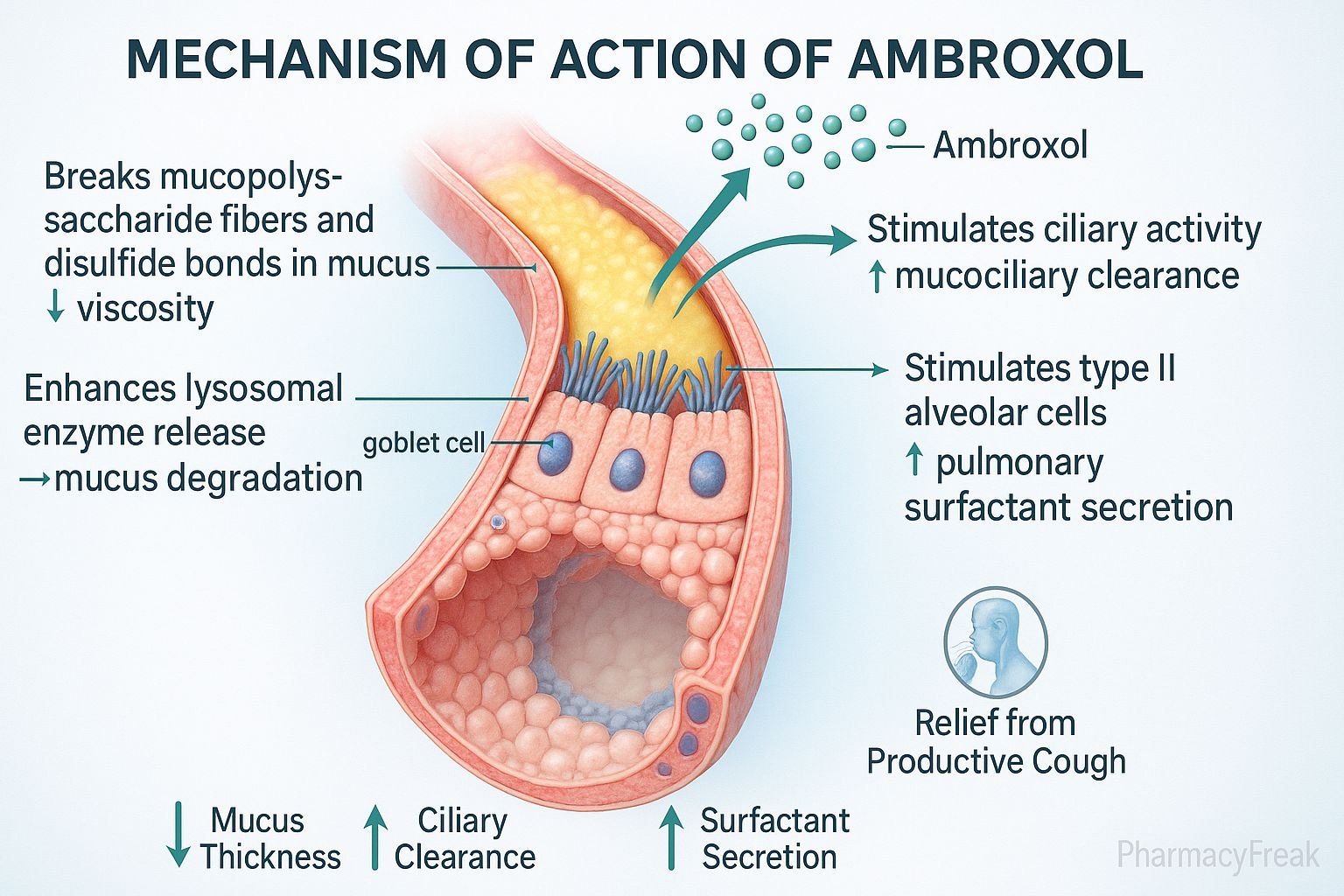 MOA of Ambroxol