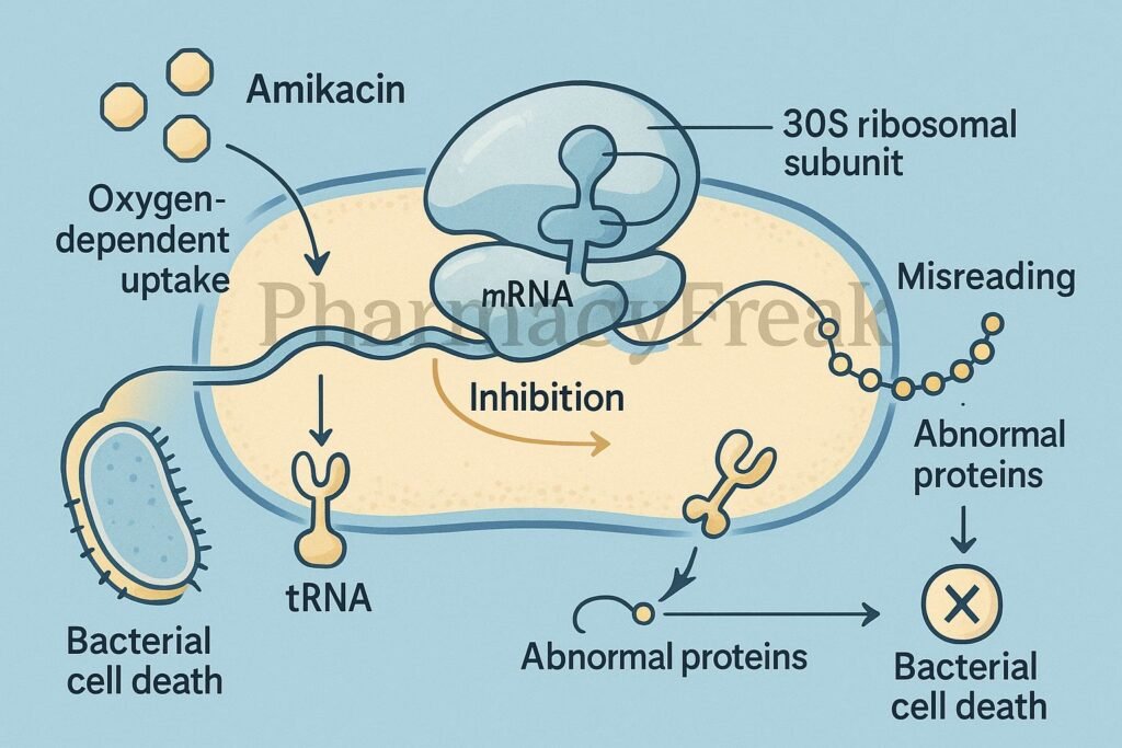 Mechanism of action of Amikacin