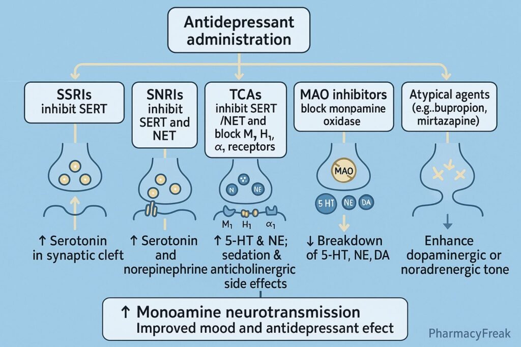 Stepwise mechanism of action of Antidepressant Drugs