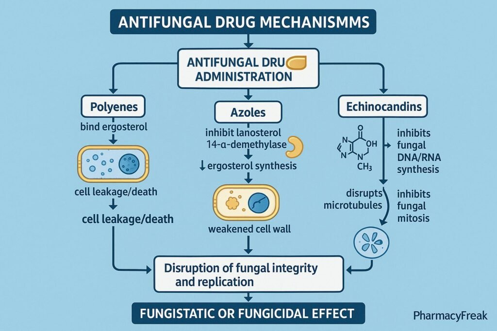 Stepwise mechanism of action of Antifungal Drugs