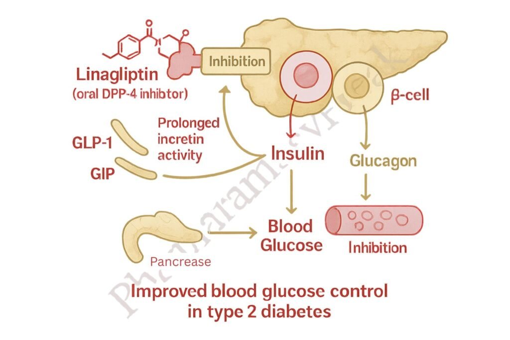 : Linagliptin clinical pharmacology