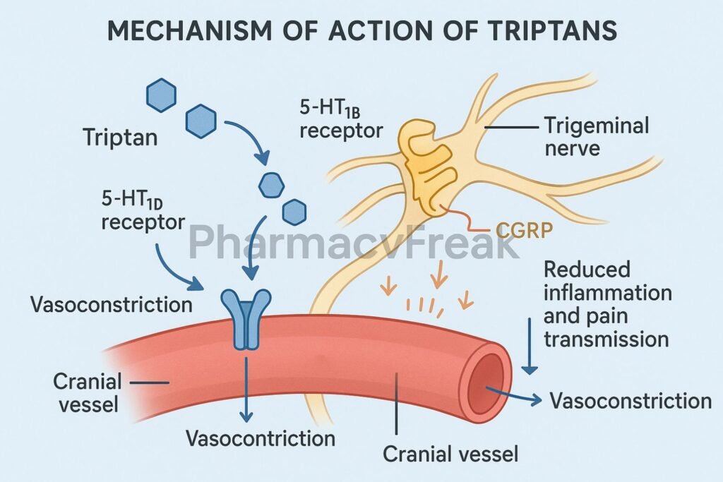 Mechanism of action of Triptans