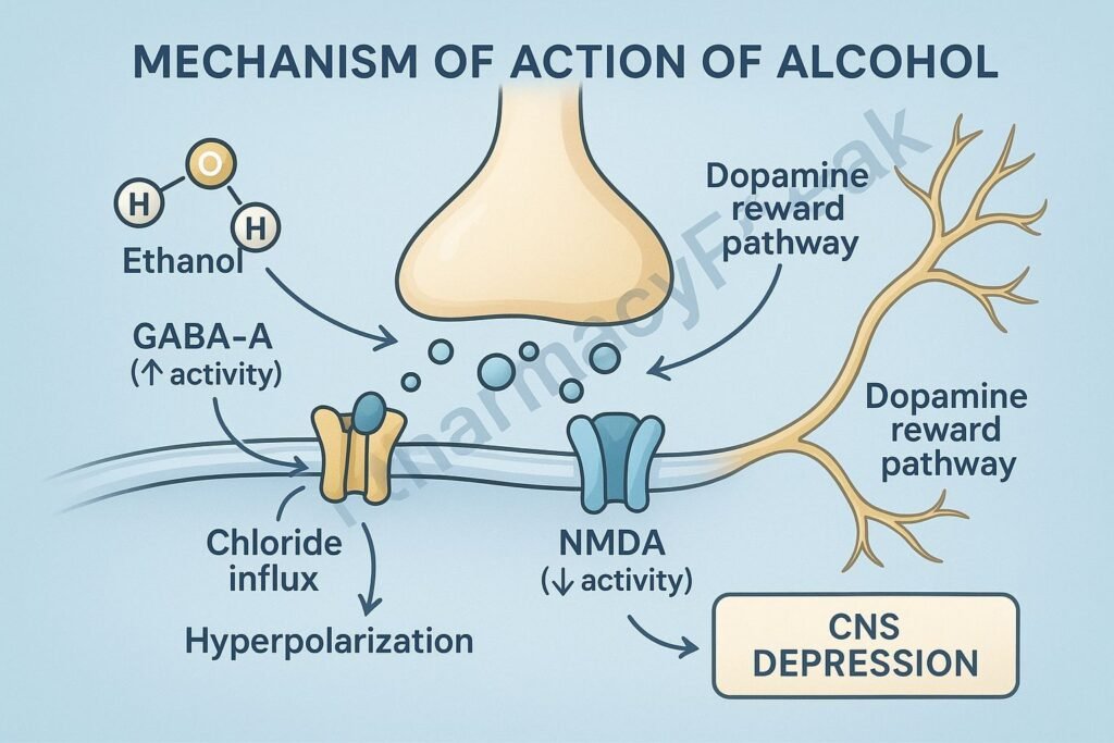 Mechanism of action of Alcohol