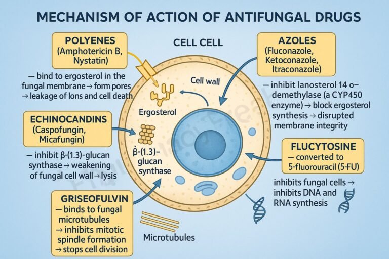 MOA of Antifungal Drugs