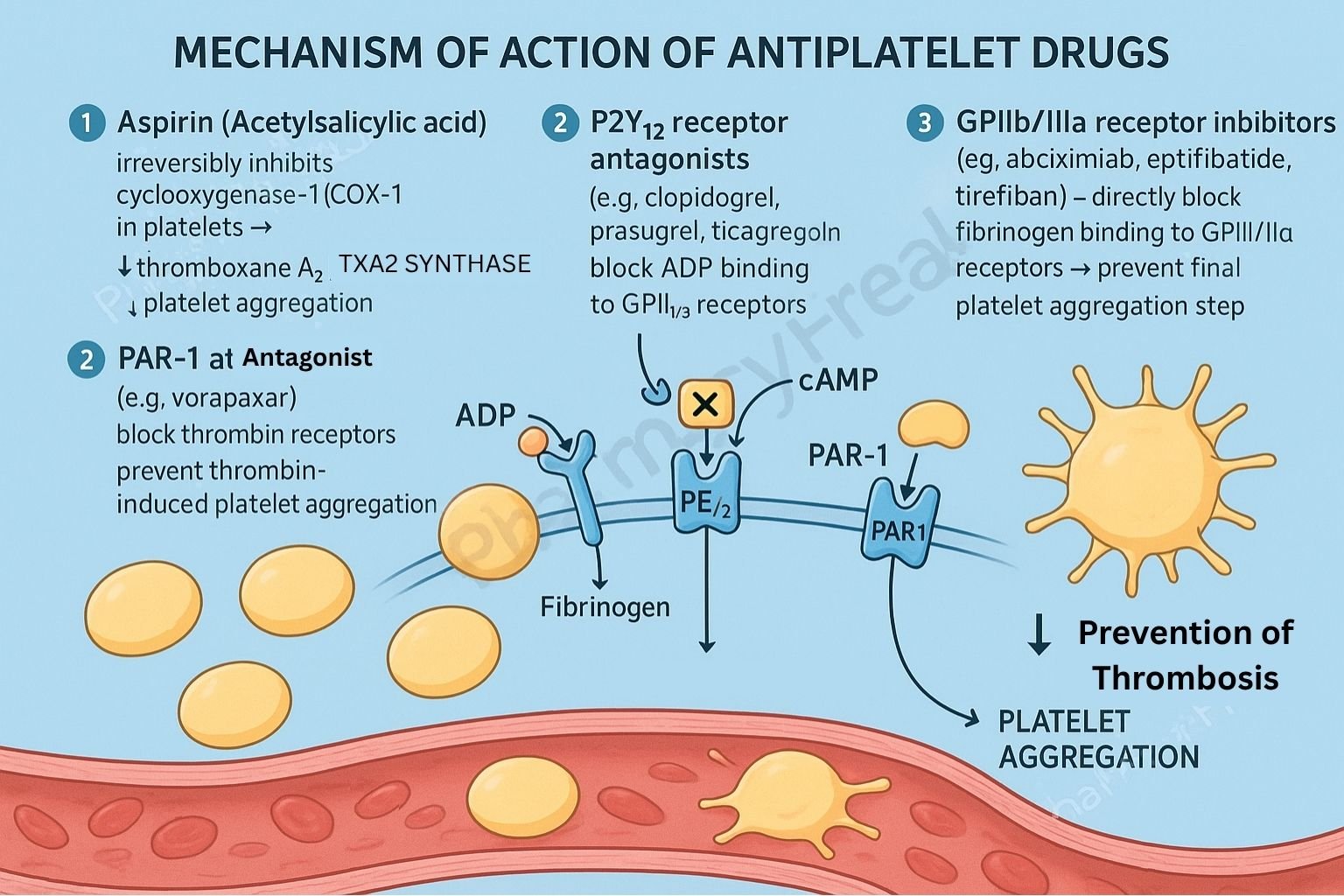 MOA of Antiplatelet Drugs