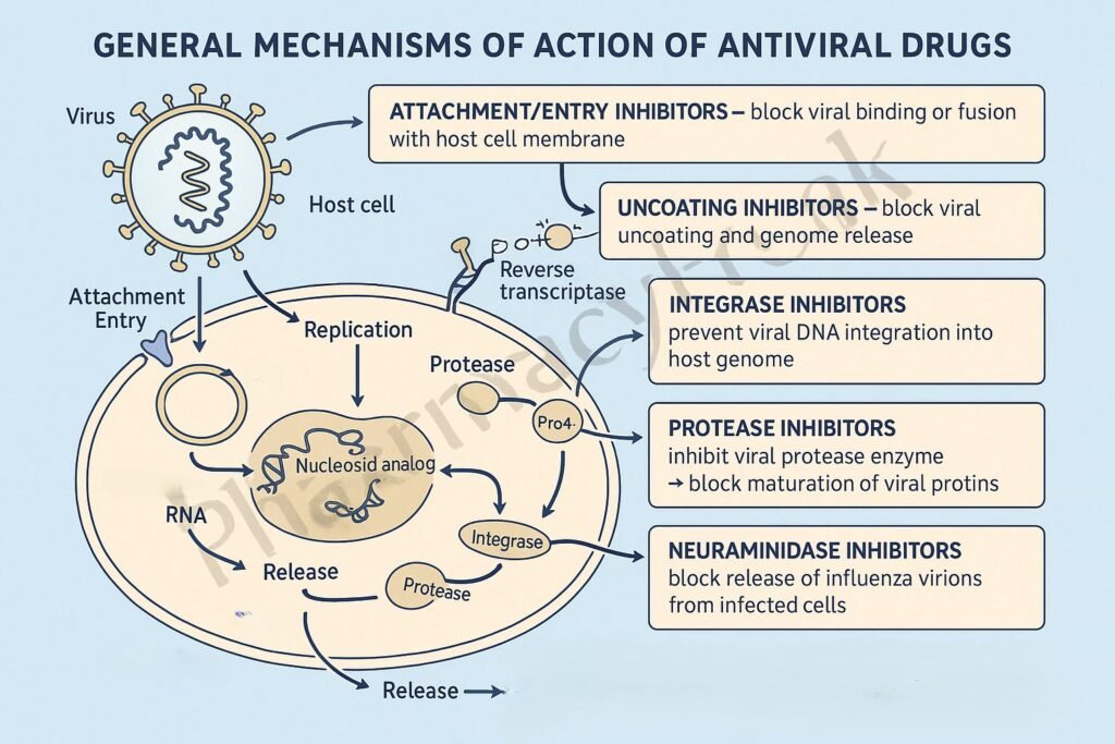 Mechanism of action of Antiviral Drugs