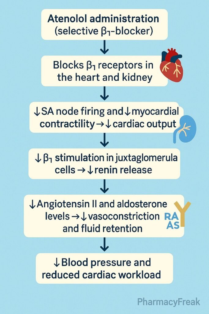 Stepwise mechanism of action of Atenolol