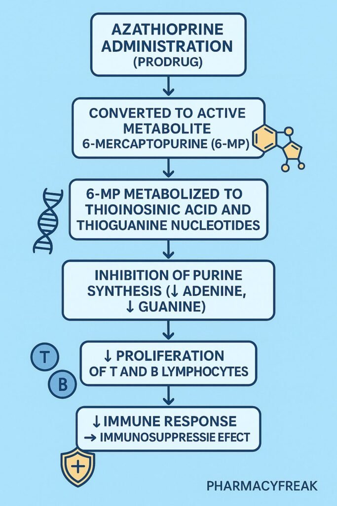 Stepwise mechanism of action of Azathioprine
