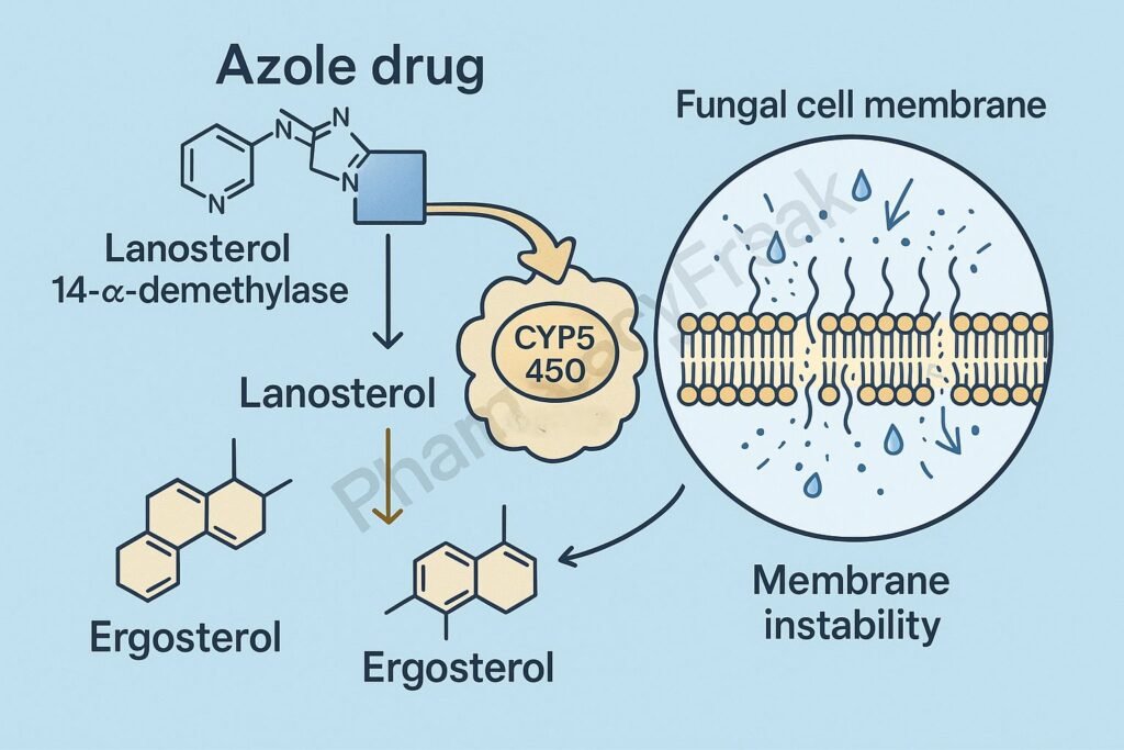 Mechanism of action of Azoles