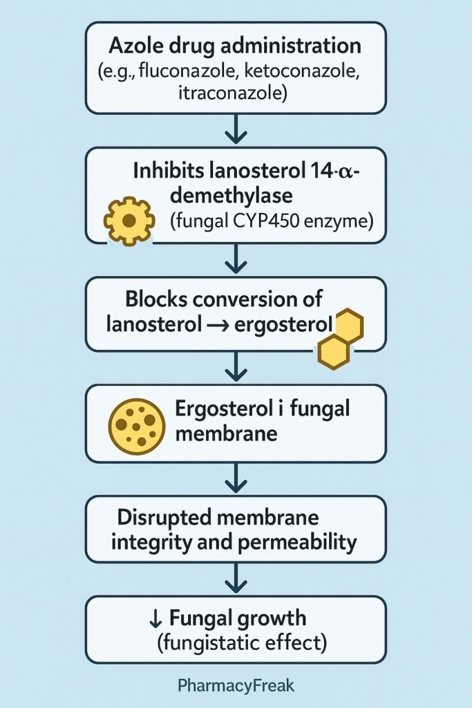 Stepwise mechanism of action of Azole Antifungal Drugs