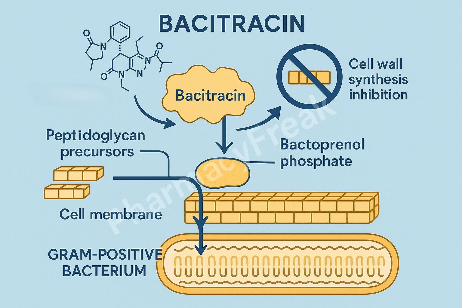 MOA of Bacitracin
