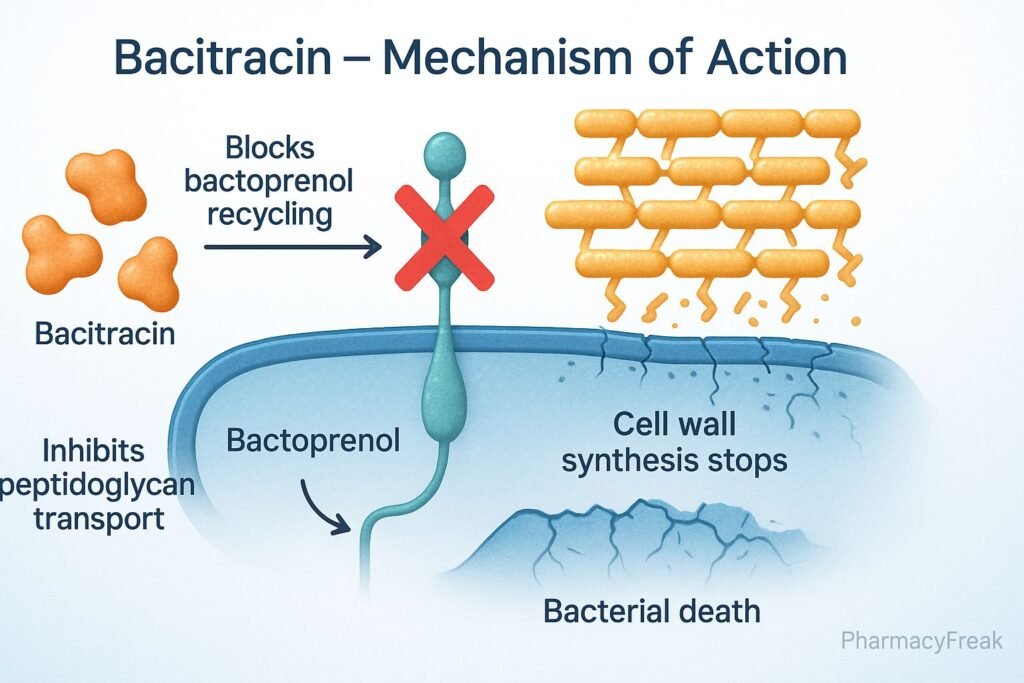 Mechanism of action of Bacitracin