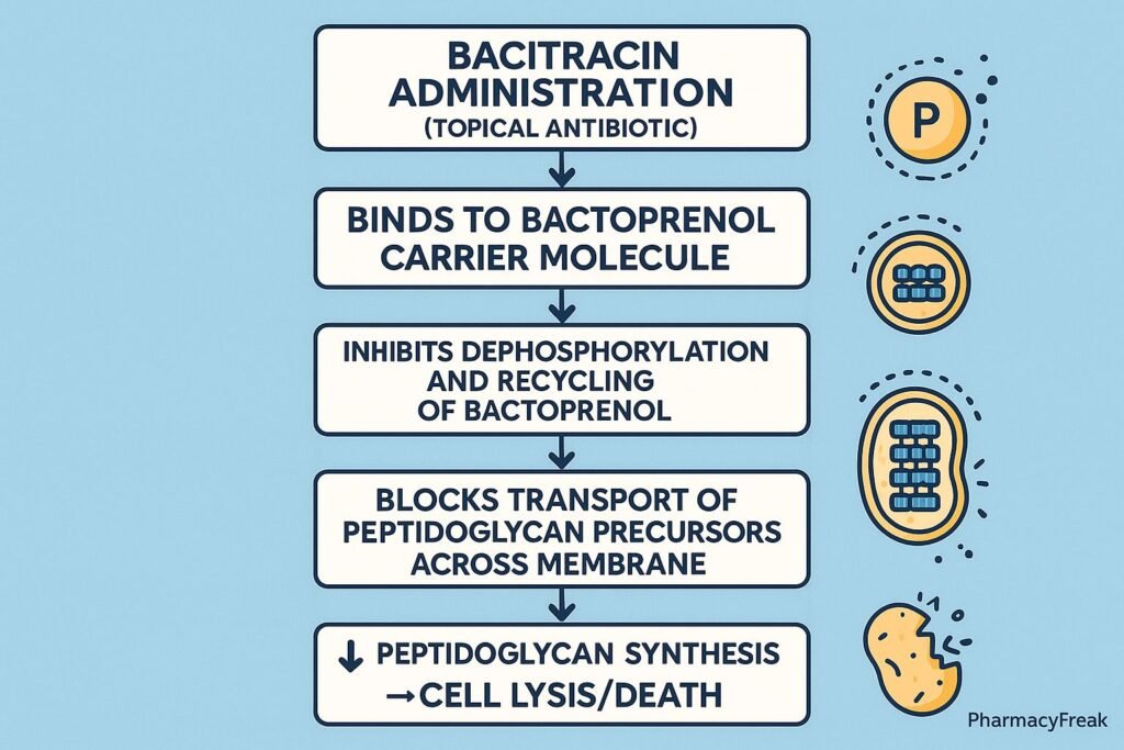 Bacitracin antibiotic pharmacology