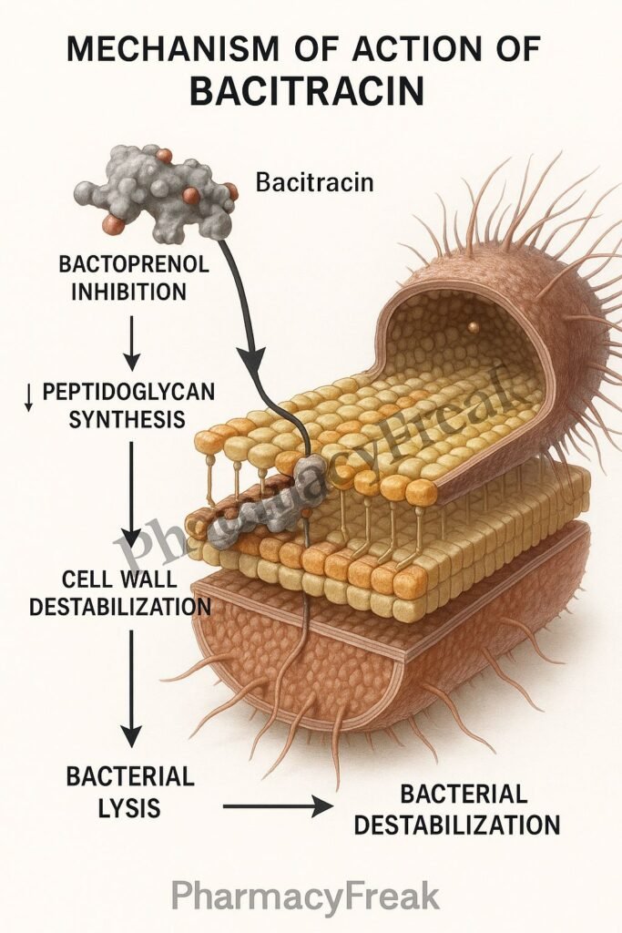 Bacitracin MOA Flowchart