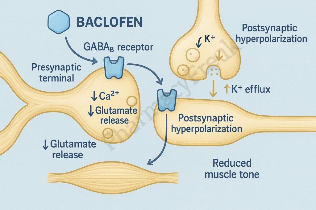Mechanism of action of Baclofen
