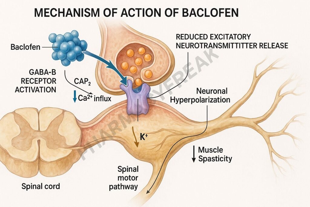 Baclofen GABA<sub>B</sub> receptor pharmacology